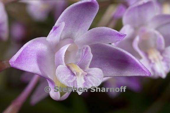 dendrobium kingianum 1 graphic